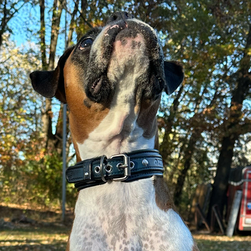 Custom Wide Blue & Black Leather Double Strap Dog Collar-Wide Leather Dog Collars-Rockstar Leatherworks™