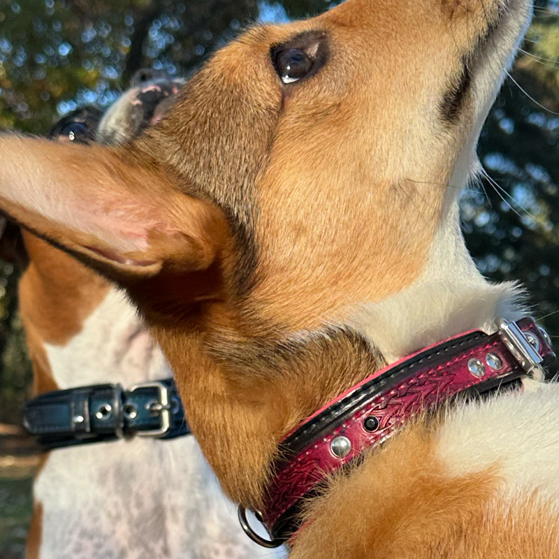 Custom Wide Pink & Black Leather Double Strap Dog Collar-Wide Leather Dog Collars-Rockstar Leatherworks™